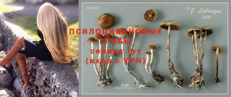 Псилоцибиновые грибы Magic Shrooms  omg   Гвардейск 